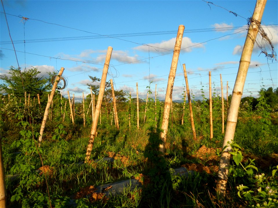 Sunsets in Bulacan, Paddy fields of San Rafael, Bulacan Cattle and Momordica charantia in Barangay Pulo, San Rafael, Bulacan along the  San Rafael, Bulacan Arterial Road.