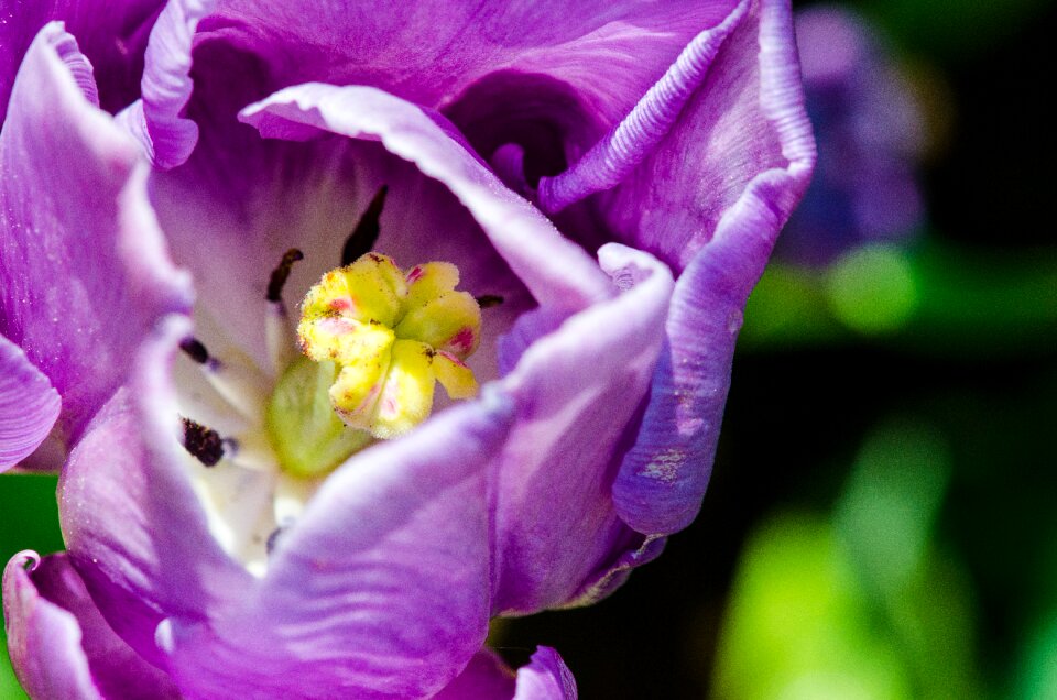 Close up garden stamen
