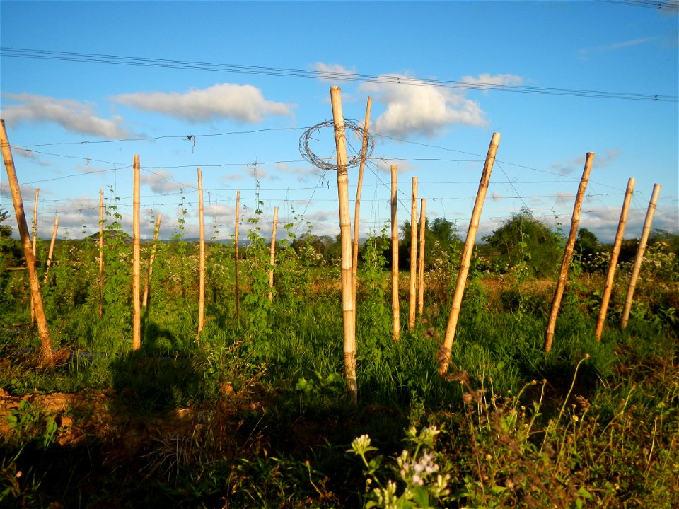 Sunsets in Bulacan, Paddy fields of San Rafael, Bulacan Cattle and Momordica charantia in Barangay Pulo, San Rafael, Bulacan along the  San Rafael, Bulacan Arterial Road.