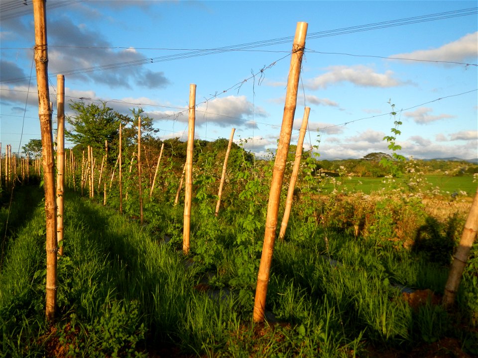 Sunsets in Bulacan, Paddy fields of San Rafael, Bulacan Cattle and Momordica charantia in Barangay Pulo, San Rafael, Bulacan along the  San Rafael, Bulacan Arterial Road.