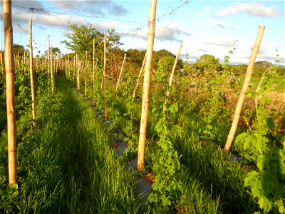 Sunsets in Bulacan, Paddy fields of San Rafael, Bulacan Cattle and Momordica charantia in Barangay Pulo, San Rafael, Bulacan along the  San Rafael, Bulacan Arterial Road.