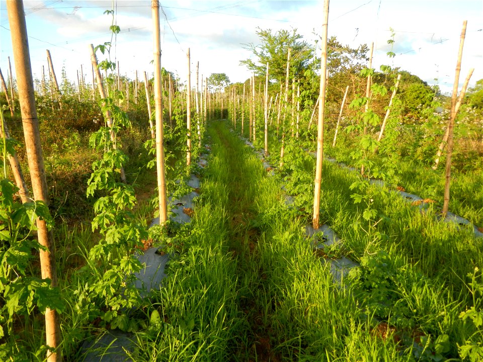 Sunsets in Bulacan, Paddy fields of San Rafael, Bulacan Cattle and Momordica charantia in Barangay Pulo, San Rafael, Bulacan along the  San Rafael, Bulacan Arterial Road.