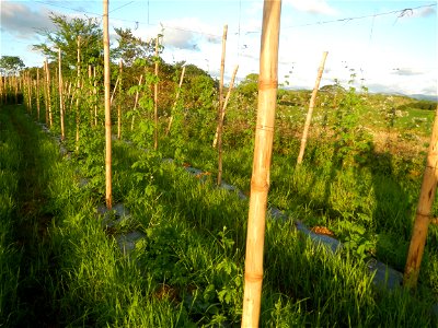 Sunsets in Bulacan, Paddy fields of San Rafael, Bulacan Cattle and Momordica charantia in Barangay Pulo, San Rafael, Bulacan along the  San Rafael, Bulacan Arterial Road.