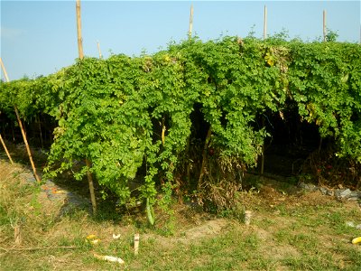 Momordica charantia plantations in Maronquillo, San Rafael, Bulacan