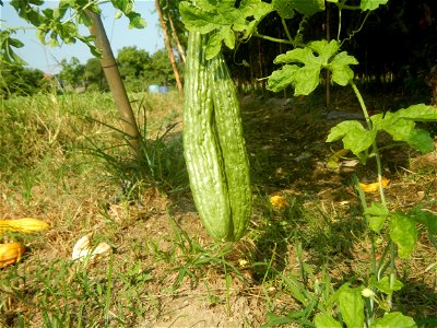 Momordica charantia plantations in Maronquillo, San Rafael, Bulacan