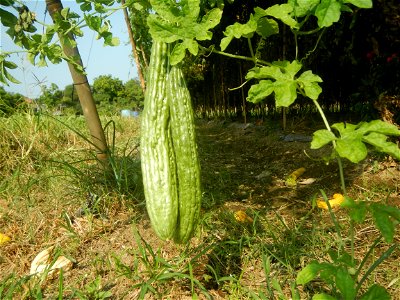 Momordica charantia plantations in Maronquillo, San Rafael, Bulacan