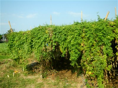 Momordica charantia plantations in Maronquillo, San Rafael, Bulacan