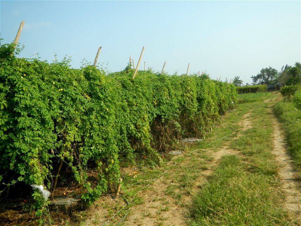 Momordica charantia plantations in Maronquillo, San Rafael, Bulacan
