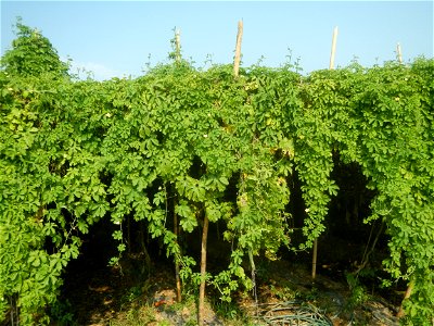 Momordica charantia plantations in Maronquillo, San Rafael, Bulacan