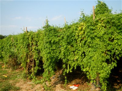 Momordica charantia plantations in Maronquillo, San Rafael, Bulacan