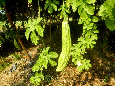 Momordica charantia plantations in Maronquillo, San Rafael, Bulacan