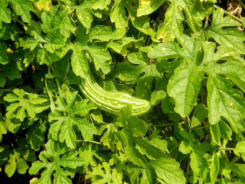 Momordica charantia plantations in Maronquillo, San Rafael, Bulacan
