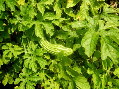Momordica charantia plantations in Maronquillo, San Rafael, Bulacan