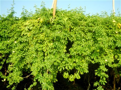Momordica charantia plantations in Maronquillo, San Rafael, Bulacan