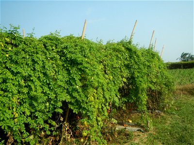 Momordica charantia plantations in Maronquillo, San Rafael, Bulacan