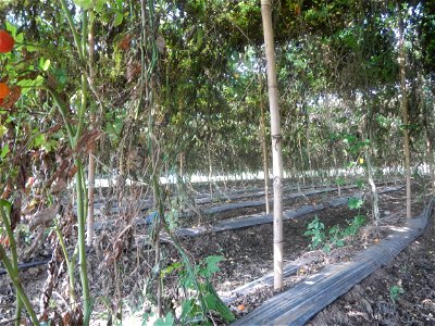 Momordica charantia plantations in Maronquillo, San Rafael, Bulacan