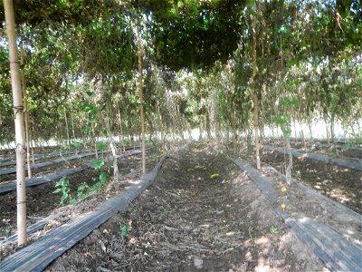 Momordica charantia plantations in Maronquillo, San Rafael, Bulacan