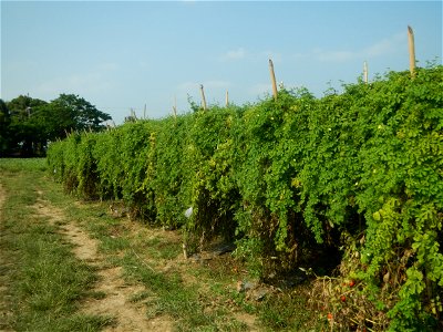 Momordica charantia plantations in Maronquillo, San Rafael, Bulacan