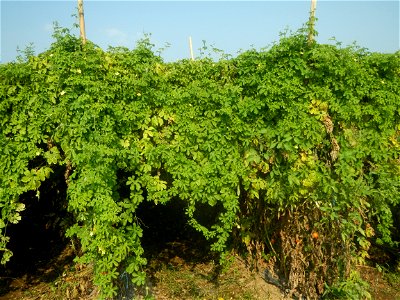 Momordica charantia plantations in Maronquillo, San Rafael, Bulacan