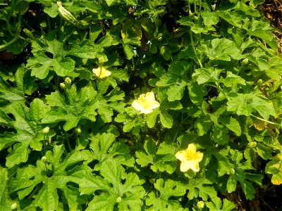 Momordica charantia plantations in Maronquillo, San Rafael, Bulacan