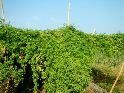 Momordica charantia plantations in Maronquillo, San Rafael, Bulacan