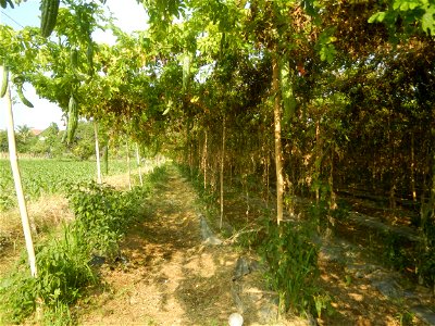 Momordica charantia plantations in Maronquillo, San Rafael, Bulacan
