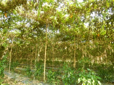Momordica charantia plantations in Maronquillo, San Rafael, Bulacan