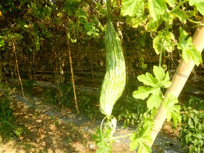 Momordica charantia plantations in Maronquillo, San Rafael, Bulacan