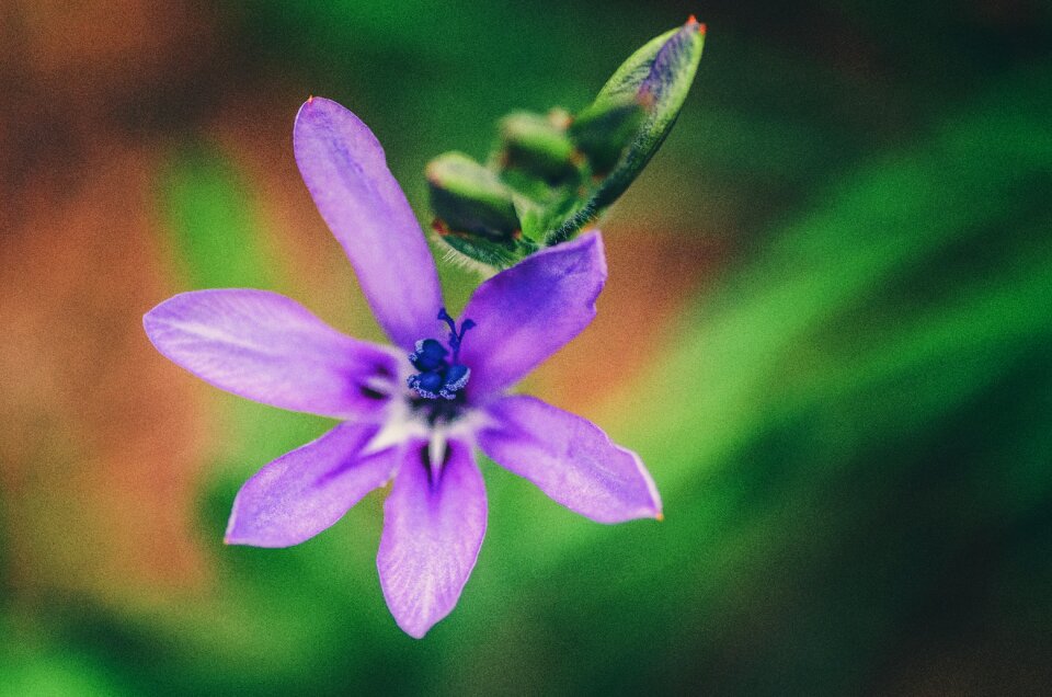 Bloom nature plant