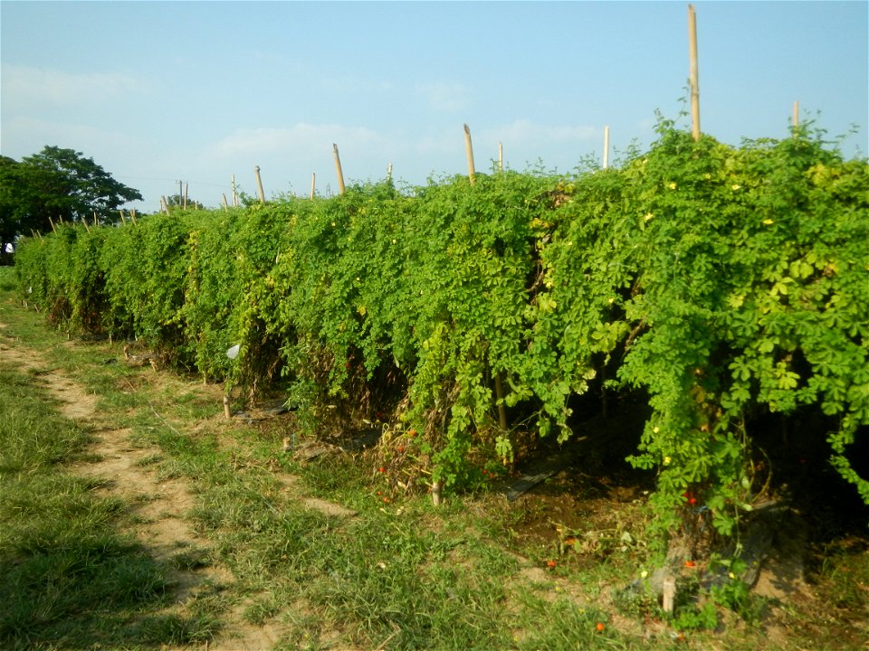 Momordica charantia plantations in Maronquillo, San Rafael, Bulacan