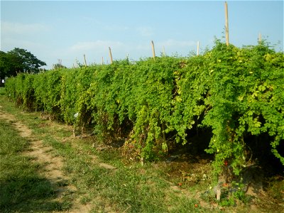 Momordica charantia plantations in Maronquillo, San Rafael, Bulacan