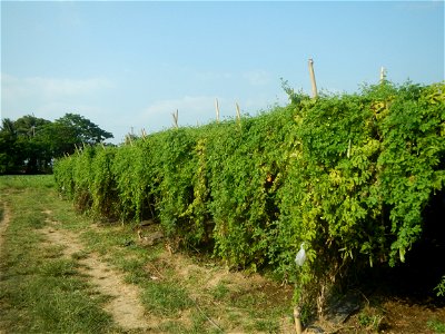 Momordica charantia plantations in Maronquillo, San Rafael, Bulacan