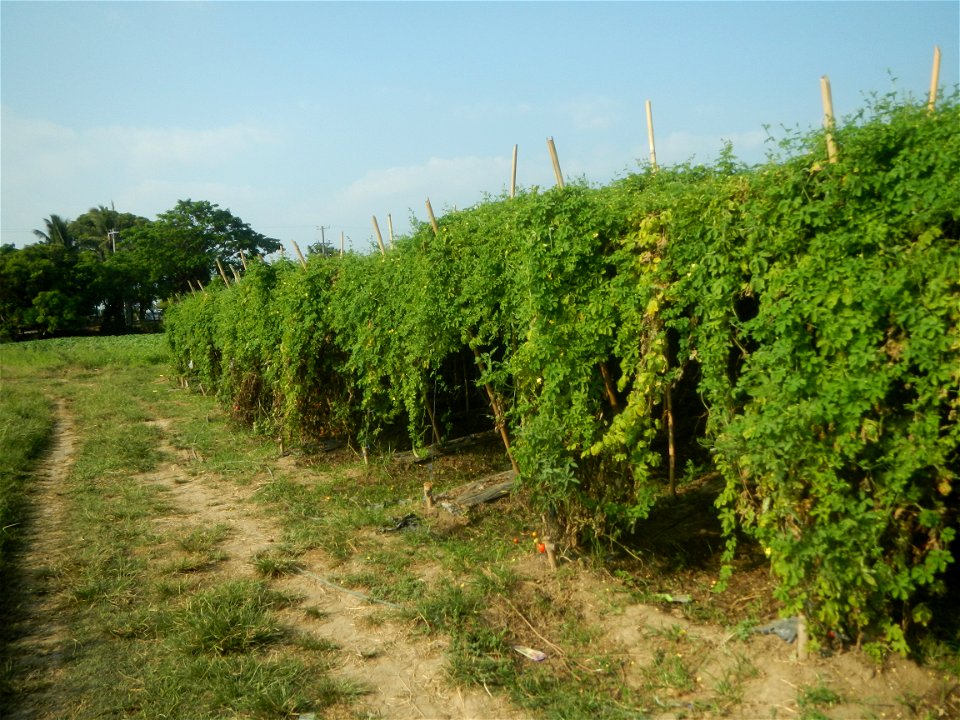 Momordica charantia plantations in Maronquillo, San Rafael, Bulacan