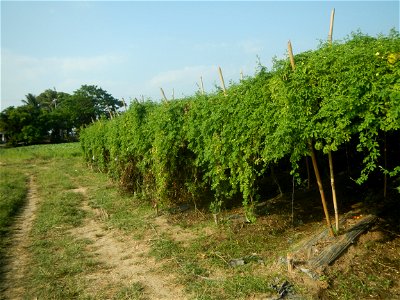 Momordica charantia plantations in Maronquillo, San Rafael, Bulacan