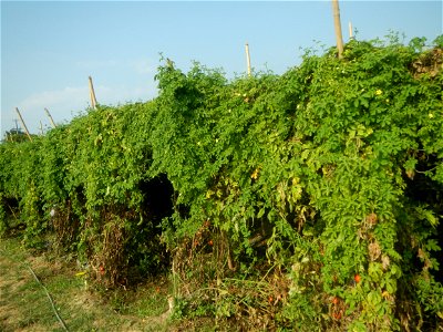 Momordica charantia plantations in Maronquillo, San Rafael, Bulacan