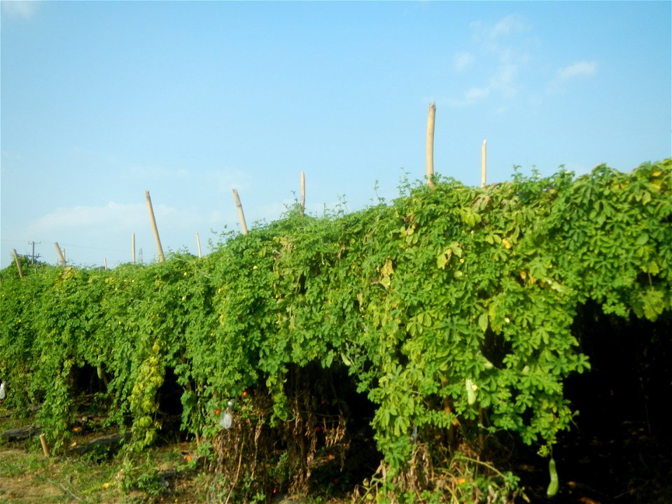Momordica charantia plantations in Maronquillo, San Rafael, Bulacan