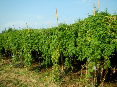 Momordica charantia plantations in Maronquillo, San Rafael, Bulacan