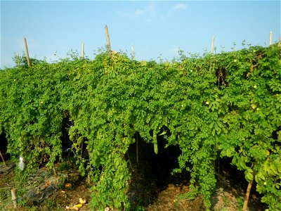 Momordica charantia plantations in Maronquillo, San Rafael, Bulacan