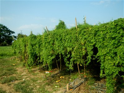 Momordica charantia plantations in Maronquillo, San Rafael, Bulacan