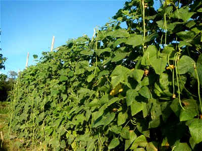 Paddy fields and vegetable (Capsicum annuum var. longum, Okra, Momordica charantia and Vigna unguiculata subsp. sesquipedalis) plantations in Upig - Bagong Barrio, San Ildefonso, Bulacan Barangays Upi