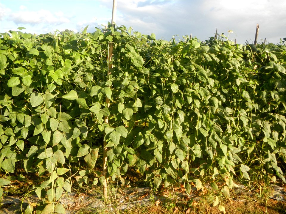 Paddy fields and vegetable (Capsicum annuum var. longum, Okra, Momordica charantia and Vigna unguiculata subsp. sesquipedalis) plantations in Upig - Bagong Barrio, San Ildefonso, Bulacan Barangays Upi