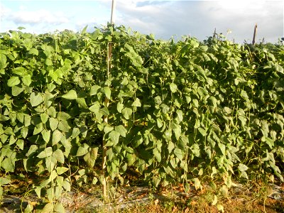 Paddy fields and vegetable (Capsicum annuum var. longum, Okra, Momordica charantia and Vigna unguiculata subsp. sesquipedalis) plantations in Upig - Bagong Barrio, San Ildefonso, Bulacan Barangays Upi