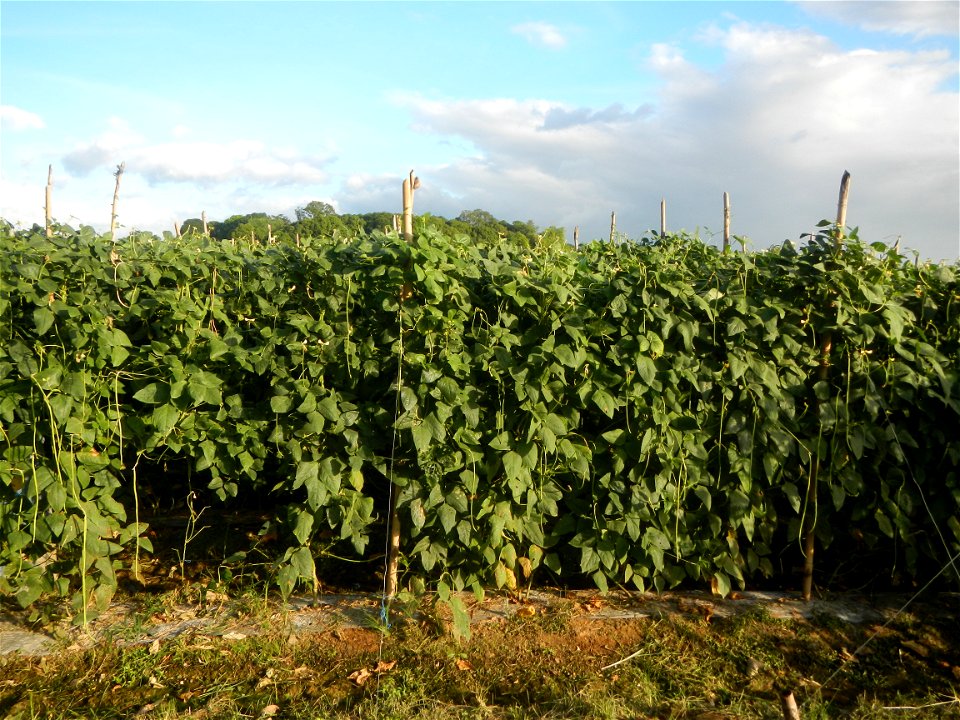Paddy fields and vegetable (Capsicum annuum var. longum, Okra, Momordica charantia and Vigna unguiculata subsp. sesquipedalis) plantations in Upig - Bagong Barrio, San Ildefonso, Bulacan Barangays Upi