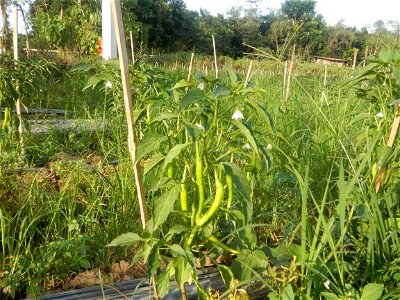 Paddy fields and vegetable (Capsicum annuum var. longum, Okra, Momordica charantia and Vigna unguiculata subsp. sesquipedalis) plantations in Upig - Bagong Barrio, San Ildefonso, Bulacan Barangays Upi