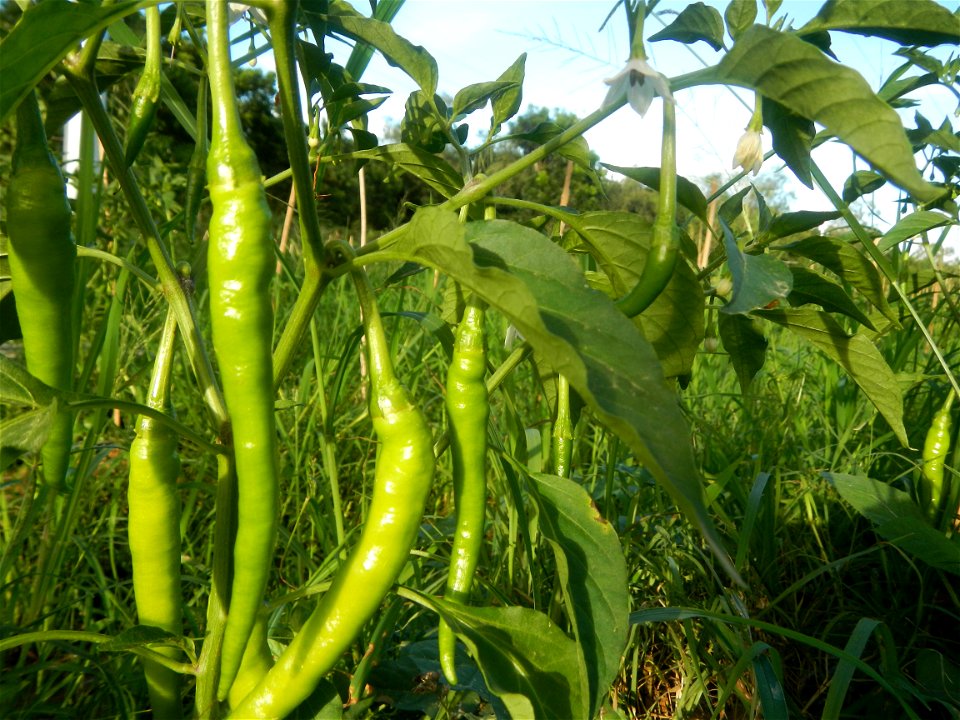 Paddy fields and vegetable (Capsicum annuum var. longum, Okra, Momordica charantia and Vigna unguiculata subsp. sesquipedalis) plantations in Upig - Bagong Barrio, San Ildefonso, Bulacan Barangays Upi
