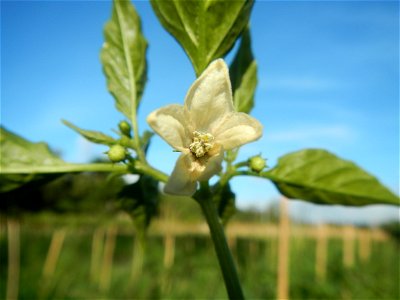 Paddy fields and vegetable (Capsicum annuum var. longum, Okra, Momordica charantia and Vigna unguiculata subsp. sesquipedalis) plantations in Upig - Bagong Barrio, San Ildefonso, Bulacan Barangays Upi