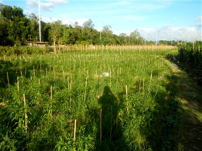 Paddy fields and vegetable (Capsicum annuum var. longum, Okra, Momordica charantia and Vigna unguiculata subsp. sesquipedalis) plantations in Upig - Bagong Barrio, San Ildefonso, Bulacan Barangays Upi