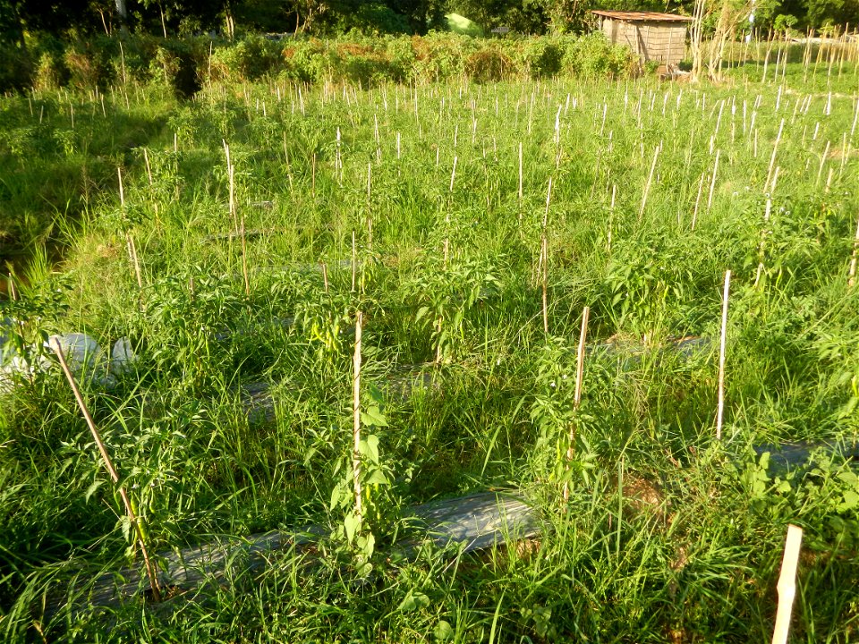 Paddy fields and vegetable (Capsicum annuum var. longum, Okra, Momordica charantia and Vigna unguiculata subsp. sesquipedalis) plantations in Upig - Bagong Barrio, San Ildefonso, Bulacan Barangays Upi
