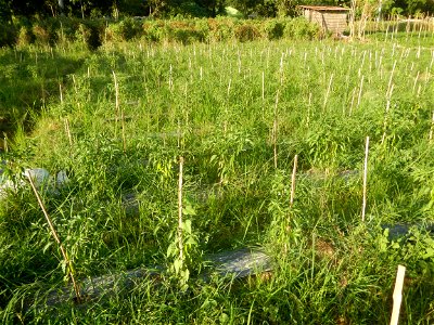 Paddy fields and vegetable (Capsicum annuum var. longum, Okra, Momordica charantia and Vigna unguiculata subsp. sesquipedalis) plantations in Upig - Bagong Barrio, San Ildefonso, Bulacan Barangays Upi