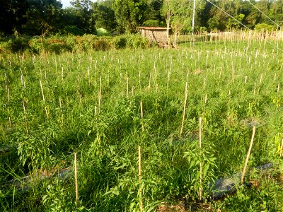 Paddy fields and vegetable (Capsicum annuum var. longum, Okra, Momordica charantia and Vigna unguiculata subsp. sesquipedalis) plantations in Upig - Bagong Barrio, San Ildefonso, Bulacan Barangays Upi